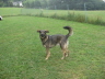 113 Remus aus Plauen