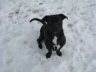 Schon_das_zweite_Mal__Lennox_aus_Plauen1