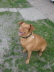 Schon_das_sechste_Mal__Lola_aus_Markneukirchen1