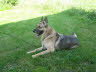 Travis_aus_Markneukirchen1