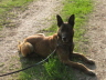 Zollhund_Aras_aus_Plauen1